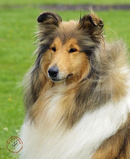 Collie Rough 9R060D-101.JPG